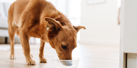 Think tap is safe? why your pet deserves pure AquaTru water